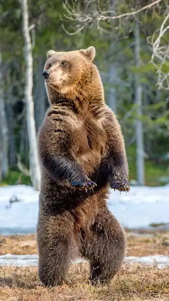 Play Brown Bear Wallpaper as an online game online Brown Bear Wallpaper with UptoPlay Play Brown Bear Wallpaper as an online game Brown Bear Wallpaper with UptoPlay