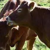 Free play online Brown Cows Wallpaper Images APK