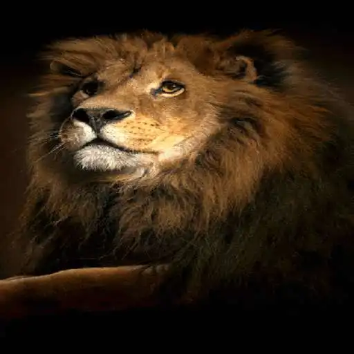 Free play online Brown Tiger Live Wallpaper  APK