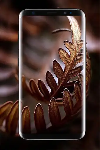 Play Brown Wallpaper HD and enjoy Brown Wallpaper HD with UptoPlay Play Brown Wallpaper HD and enjoy Brown Wallpaper HD with UptoPlay