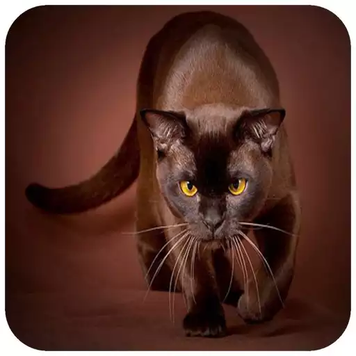 Play Brown Wallpaper APK