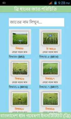 Play BRRI Rice Varieties Bangladesh Play BRRI Rice Varieties Bangladesh