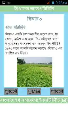 Play BRRI Rice Varieties Bangladesh Play BRRI Rice Varieties Bangladesh