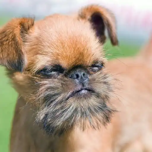 Play Brussels Griffon Wallpaper APK