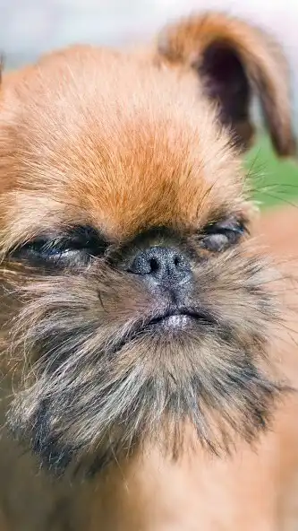 Play Brussels Griffon Wallpaper  and enjoy Brussels Griffon Wallpaper with UptoPlay