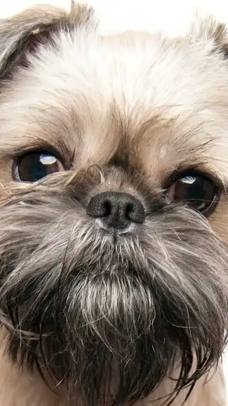 Play Brussels Griffon Wallpaper as an online game Brussels Griffon Wallpaper with UptoPlay