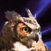 Free play online Bubo Bubo APK