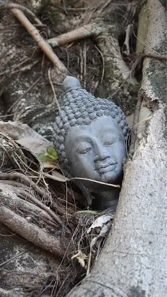 Play Budda Wallpaper as an online game online Budda Wallpaper with UptoPlay Play Budda Wallpaper as an online game Budda Wallpaper with UptoPlay