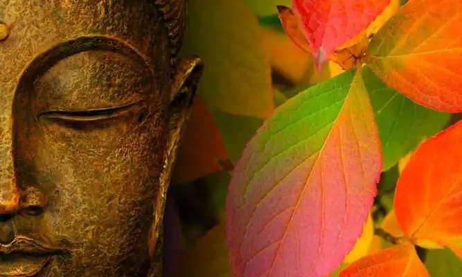 Play Budda Wallpapers