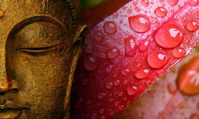 Play Budda Wallpapers