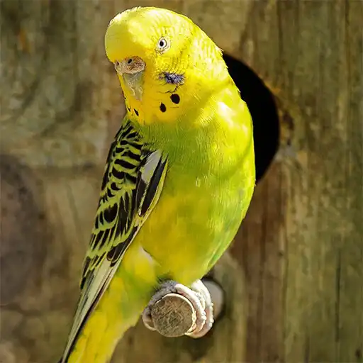 Play Budgerigar bird sound APK