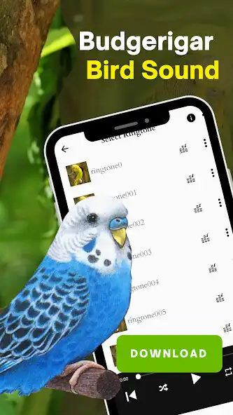 Play Budgerigar bird sound  and enjoy Budgerigar bird sound with UptoPlay