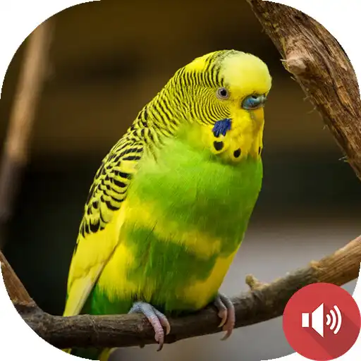 Play Budgerigar Sounds APK Play Budgerigar Sounds APK