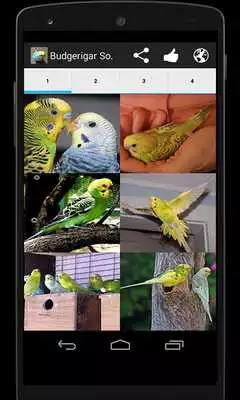 Play Budgerigar Sounds  and enjoy Budgerigar Sounds with UptoPlay