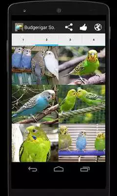 Play Budgerigar Sounds as an online game Budgerigar Sounds with UptoPlay