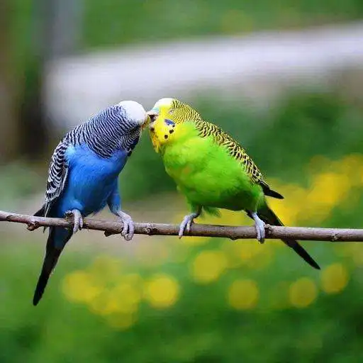Play Budgie Bird Wallpapers HD APK