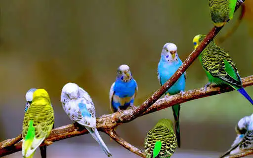 Play Budgie Bird Wallpapers HD as an online game online Budgie Bird Wallpapers HD with UptoPlay com.wallpapersworld.budgie Play Budgie Bird Wallpapers HD as an online game Budgie Bird Wallpapers HD with UptoPlay
