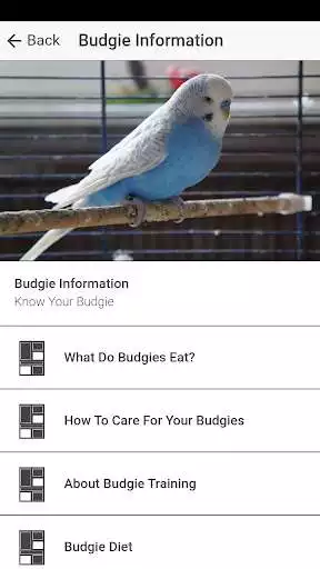 Play APK Budgie:Life Activities And Fun World Of Budgies  and enjoy Budgie:Life Activities And Fun World Of Budgies using ApkOnl