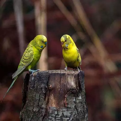 Free play online Budgie Sound APK Free play online Budgie Sound APK