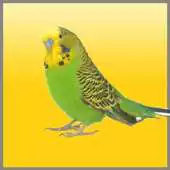 Free play online Budgies Song APK Free play online Budgies Song APK