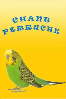 Play Budgies Song