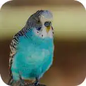 Free play online Budgie Wallpaper APK Free play online Budgie Wallpaper APK