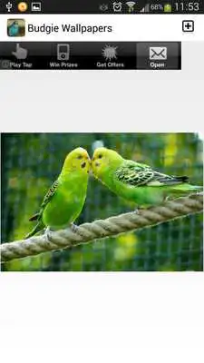 Play Budgie Wallpaper