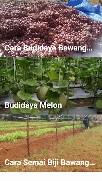 Play Budidaya Bawang Merah/Melon  and enjoy Budidaya Bawang Merah/Melon with UptoPlay