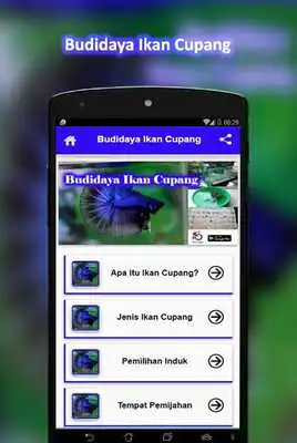 Play Budidaya Ikan Cupang Play Budidaya Ikan Cupang