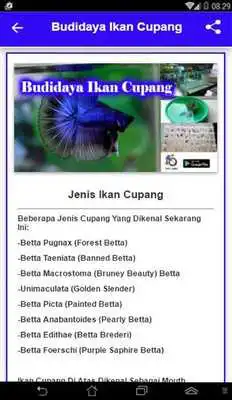 Play Budidaya Ikan Cupang Play Budidaya Ikan Cupang