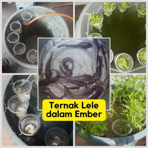 Play Budidaya Ikan Lele di Ember and enjoy Budidaya Ikan Lele di Ember with UptoPlay Play Budidaya Ikan Lele di Ember and enjoy Budidaya Ikan Lele di Ember with UptoPlay