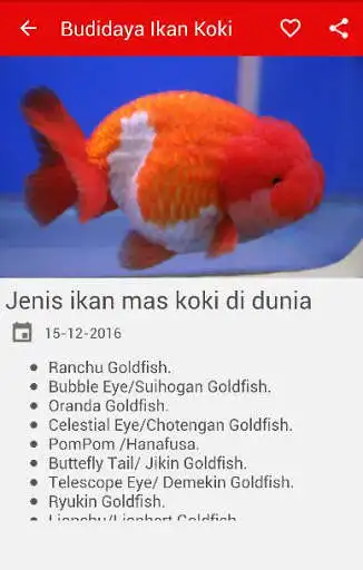 Play APK Budidaya Ikan Mas Koki  and enjoy Budidaya Ikan Mas Koki with UptoPlay com.nietzhee.budidayaikanmaskoki