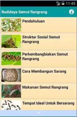 Play Budidaya Semut Rangrang Play Budidaya Semut Rangrang
