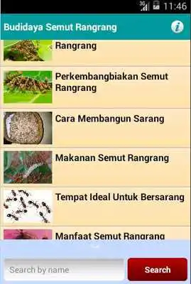 Play Budidaya Semut Rangrang Play Budidaya Semut Rangrang