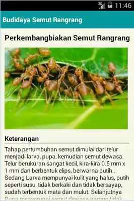 Play Budidaya Semut Rangrang Play Budidaya Semut Rangrang