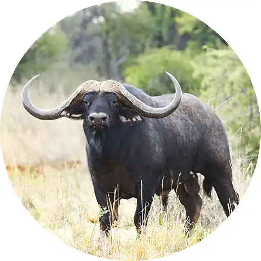 Free play online Buffalo  Bison Sounds APK