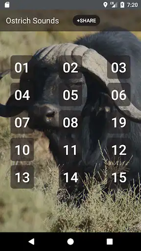 Play Buffalo  Bison Sounds