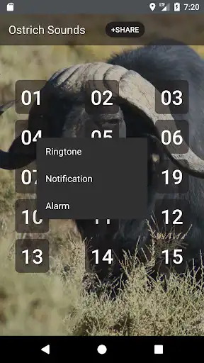 Play Buffalo  Bison Sounds