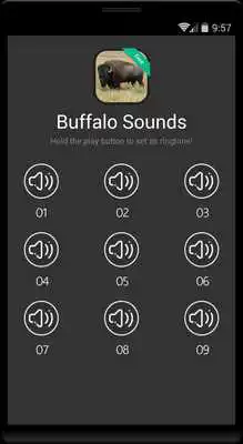 Play Buffalo  Bison Sounds