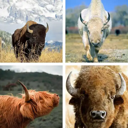 Play Buffalo HD Wallpapers APK