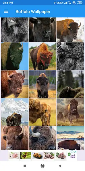 Play Buffalo HD Wallpapers  and enjoy Buffalo HD Wallpapers with UptoPlay