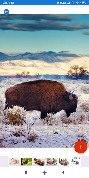 Play Buffalo HD Wallpapers as an online game Buffalo HD Wallpapers with UptoPlay