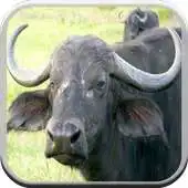 Free play online Buffalo Sounds for Kids APK