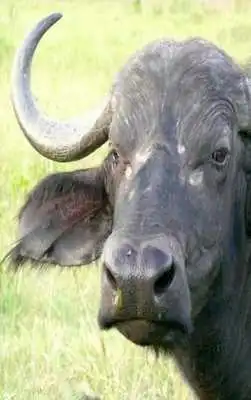 Play Buffalo Sounds for Kids