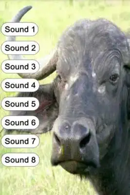 Play Buffalo Sounds for Kids