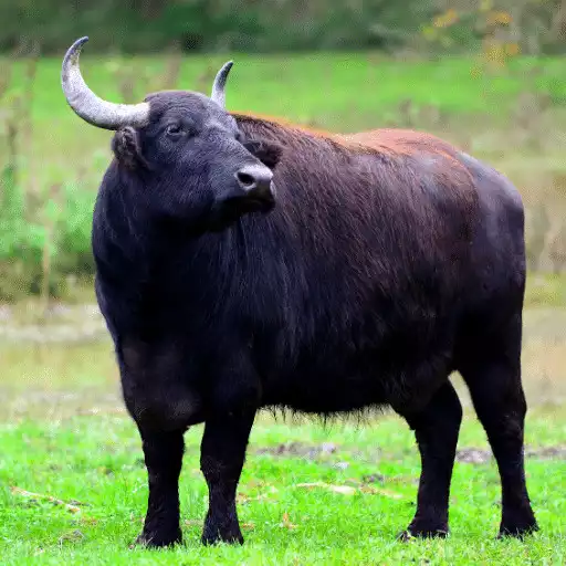 Play Buffalo Sounds APK Play Buffalo Sounds APK
