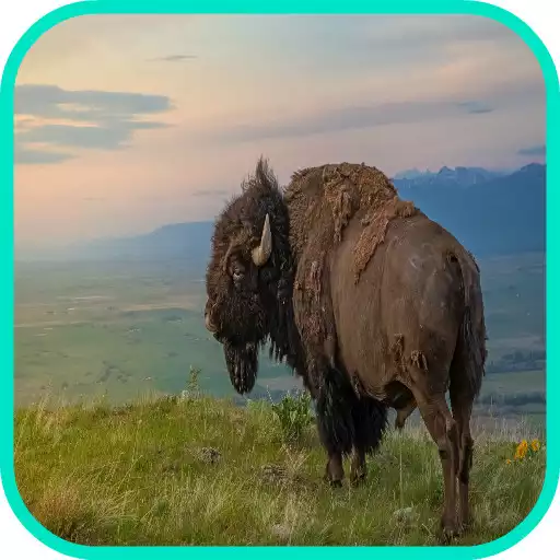 Play Buffalo Wallpaper APK Play Buffalo Wallpaper APK