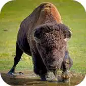 Free play online Buffalo Wallpapers HD APK
