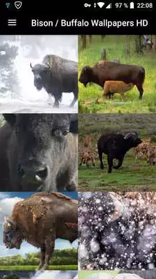 Play Buffalo Wallpapers HD