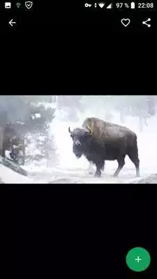 Play Buffalo Wallpapers HD